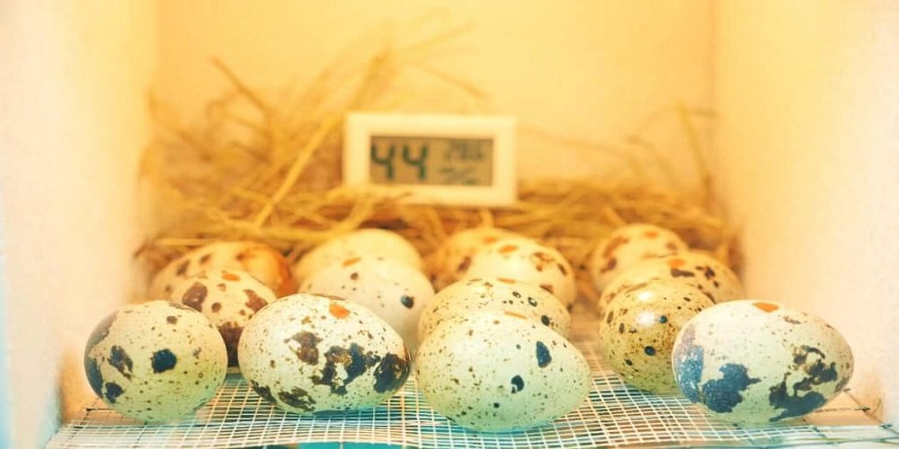 Quail Egg Incubator - Things You Don't Know